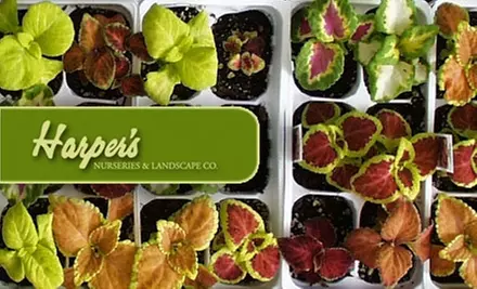$20 for $40 Worth of Plants (One Gallon or Larger), Trees, Cacti, and More at Harper's Nurseries & Landscape Company - Primary Image