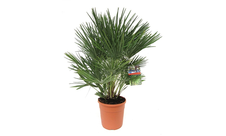 Image 5: Winterhardy Dwarf Palm Tree