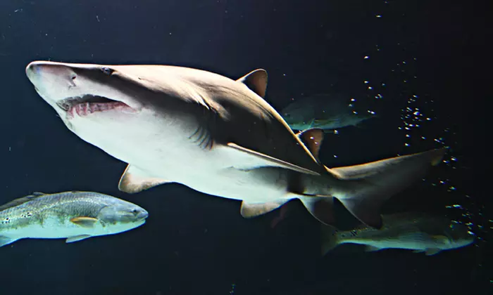 Sharks After Dark at SEA LIFE Aquarium at Mall of America (Up to 29% Off)  - Primary Image