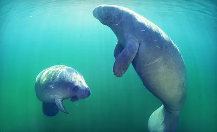$26 for Three-Hour Manatee Snorkeling Tour from Adventure Diving ($55 Value) - Primary Image
