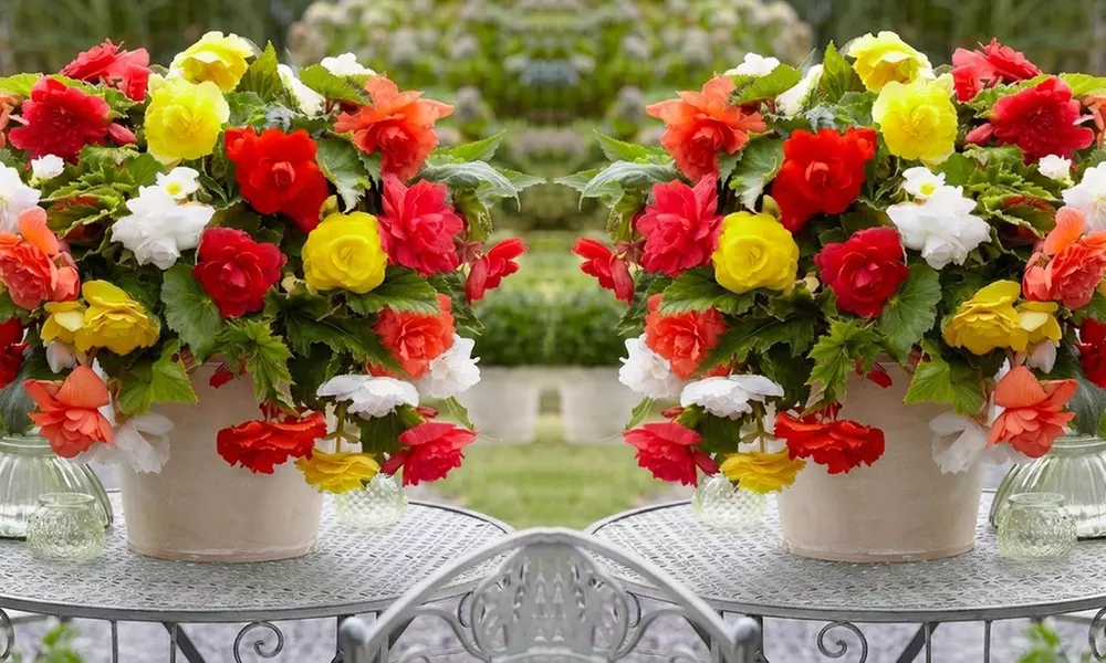 Begonia Pendula Tubers - 5 or 10 Plants - Primary Image