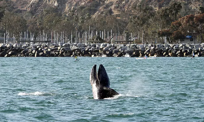 Two-Hour Evening Whale-Watching Cruise for One, Two, or Four from Dana Wharf Whale Watching (Up to 52% Off) - Primary Image