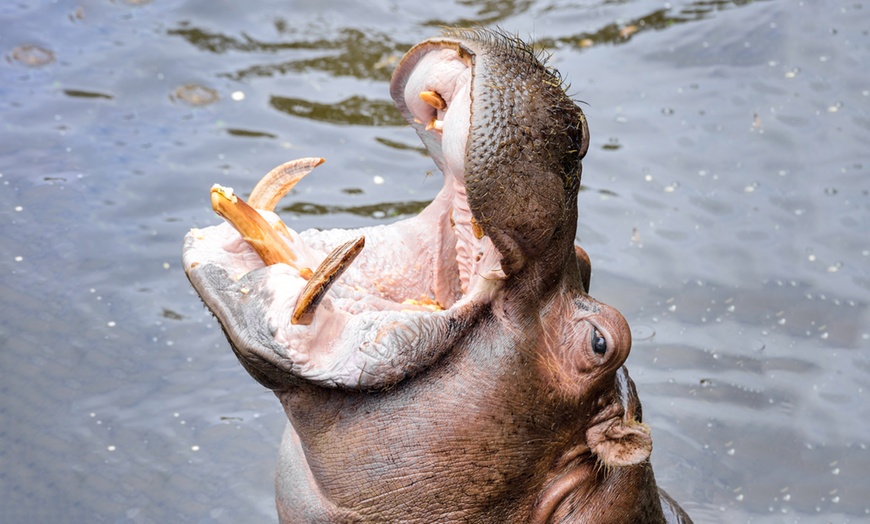 Image 4: Plongez dans la faune et la flore luxuriante du Zoo de Maubeuge