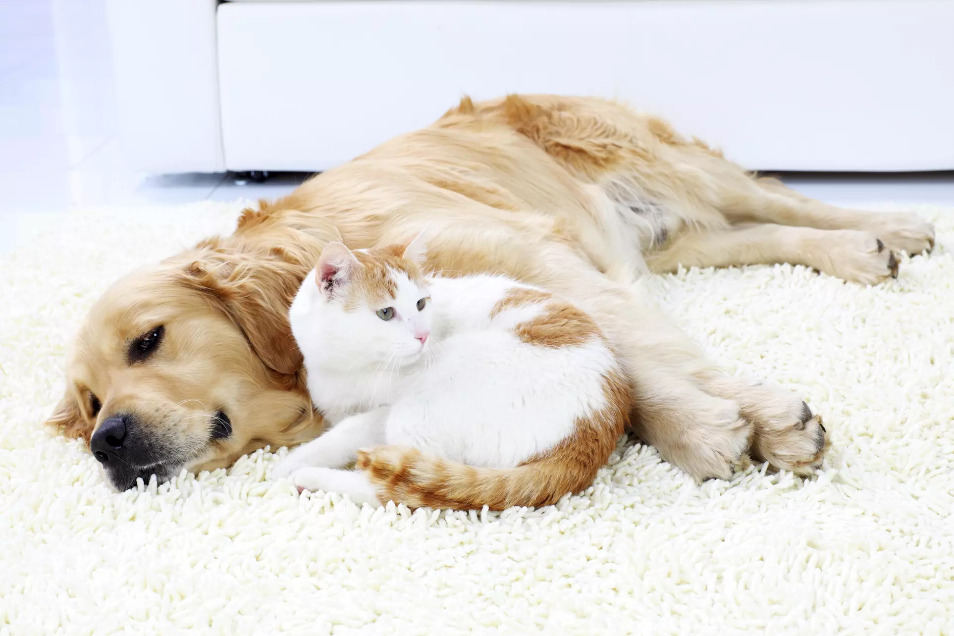 Up to 50% Off at Pawfections - Primary Image