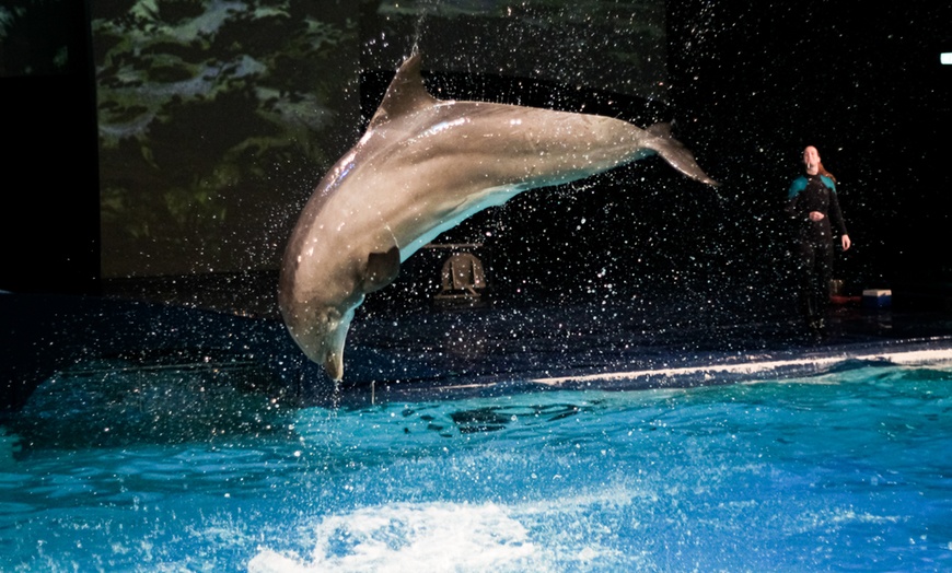 Image 11: Entreeticket Dolfinarium 