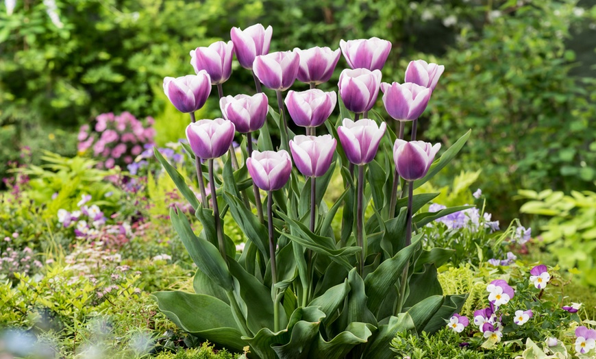 Image 11: Set di 40 esclusivi bulbi di fiori di tulipano