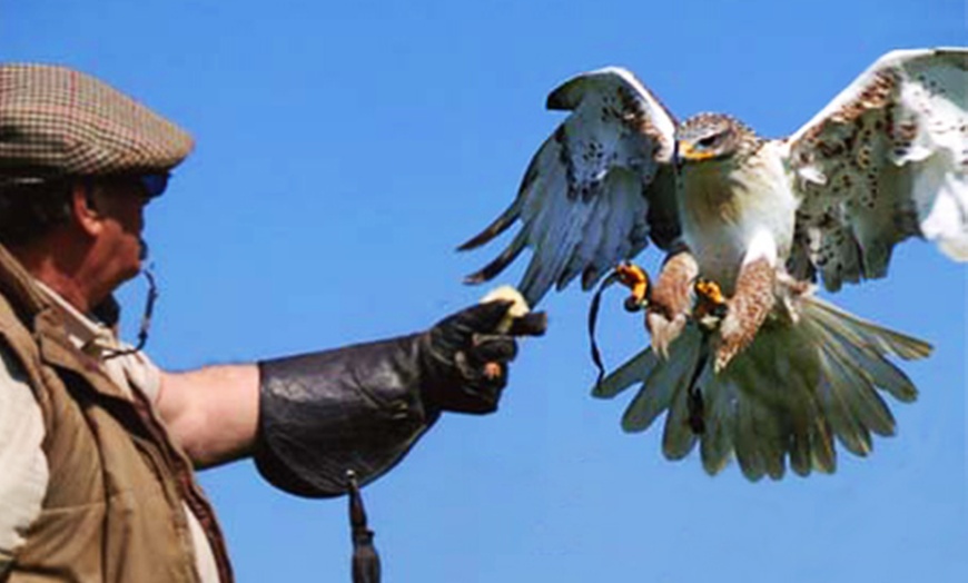 Image 1: Two-Hour Falconry Experience