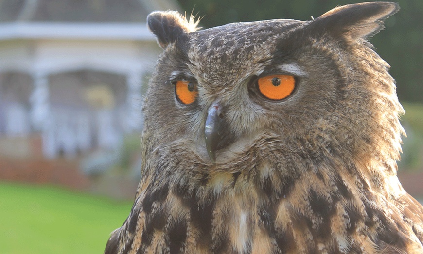 Image 1: Falconry Experience