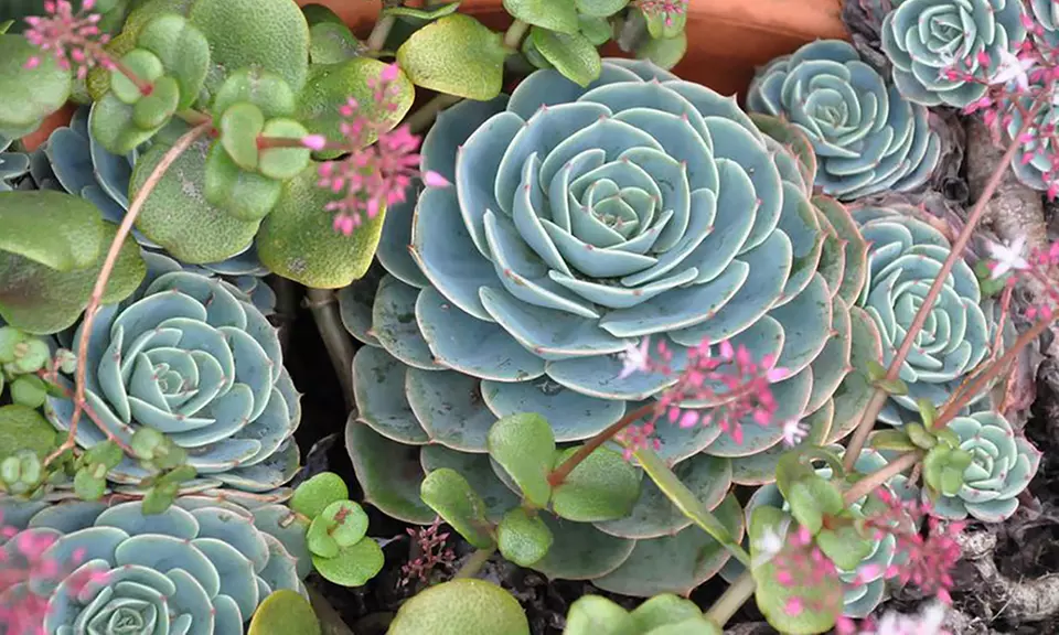 Live Hens and Chicks Succulent Plant - Primary Image