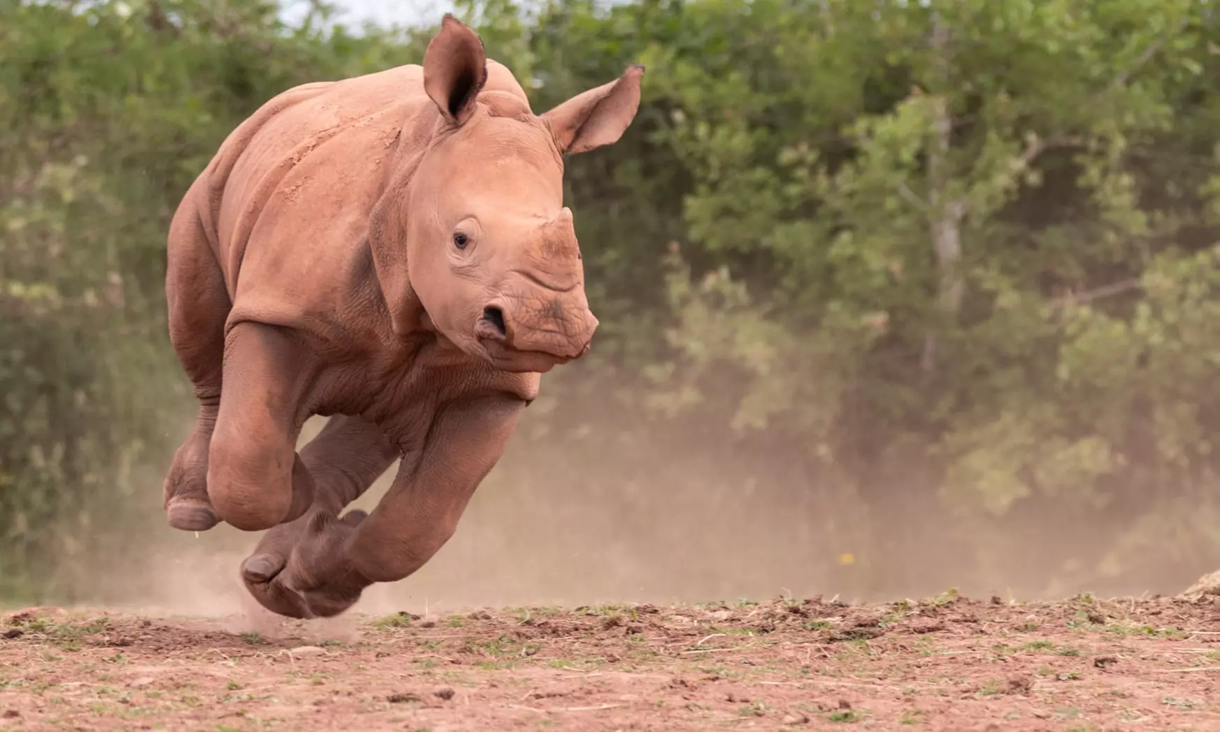 Unlock Wildlife Wonders: Safari Zoo Cumbria Pass (Up to 46% Off) - Primary Image