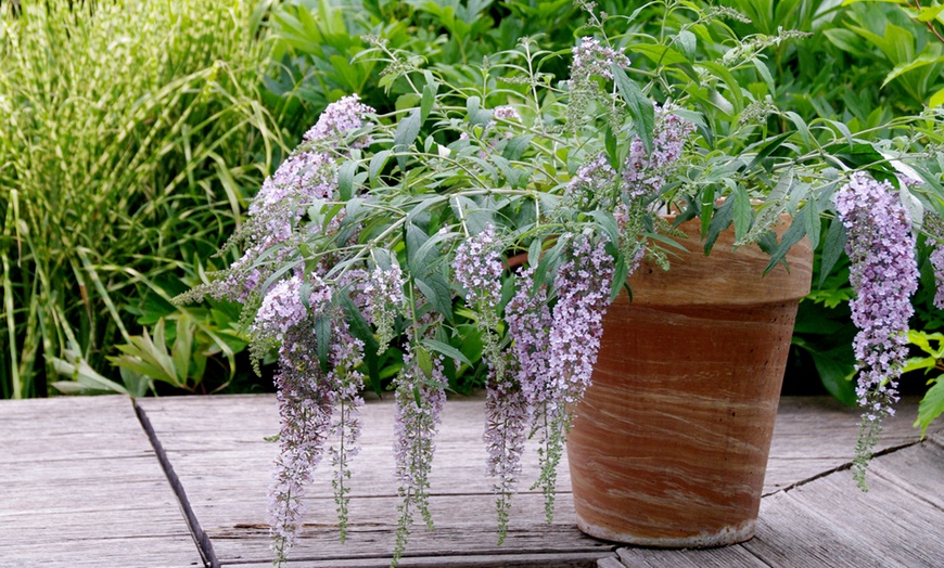 Image 5: Arbuste Buddleia Wisteria Lane