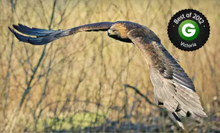 Birds of Prey Conservation-Centre Visit for Two or Family of Four at Pacific Northwest Raptors (Half Off) - Primary Image