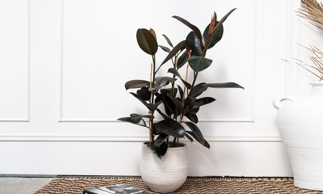 Ficus Elastica XL OH2 per interni