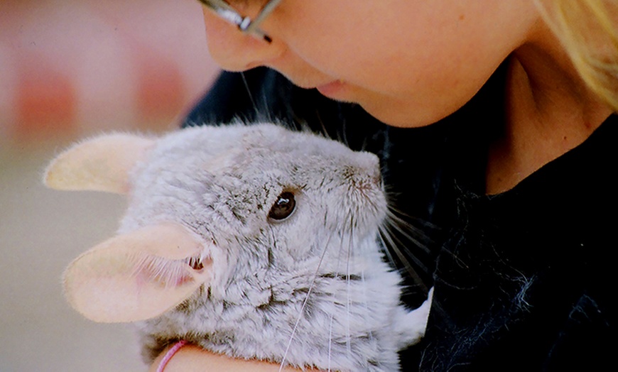 animal-handling-experience-animal-rangers-groupon