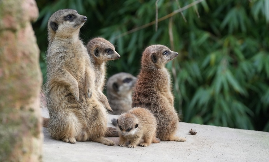 Image 4: Tiergarten Kleve – Ticket für 2 Erwachsene / 1 Kind, gültig bis 09.10.