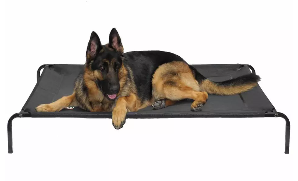 Pet Cot Bed - Primary Image
