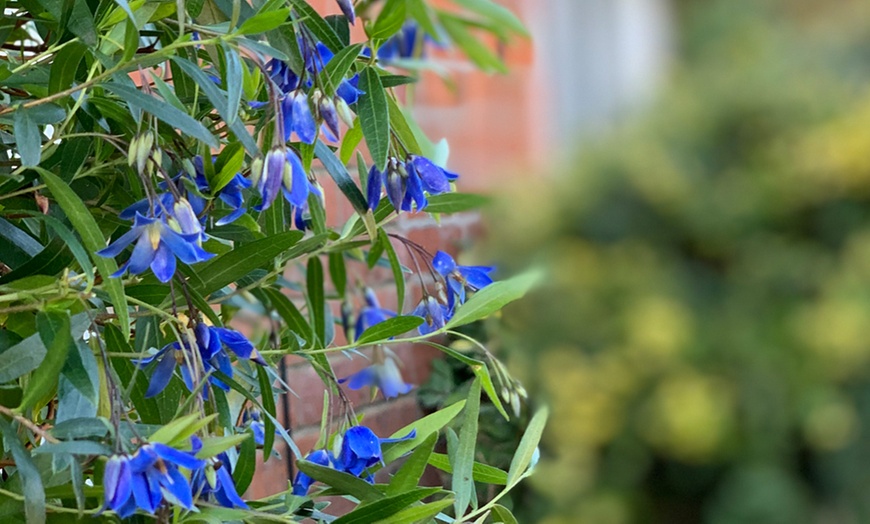 Image 3: Sollya Heterophylla 'Ultra Blue' 9cm Plant