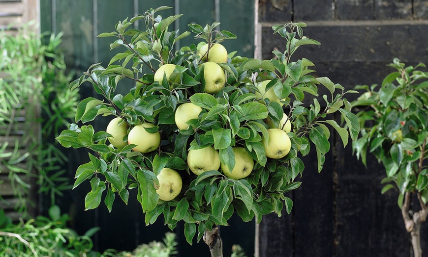 Image 2: Three Mini Fruit Tree Collection Potted Plants