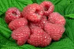 Summer Fruiting Raspberry Ruby Beauty - 1, 2 or 3 plants - Image 4
