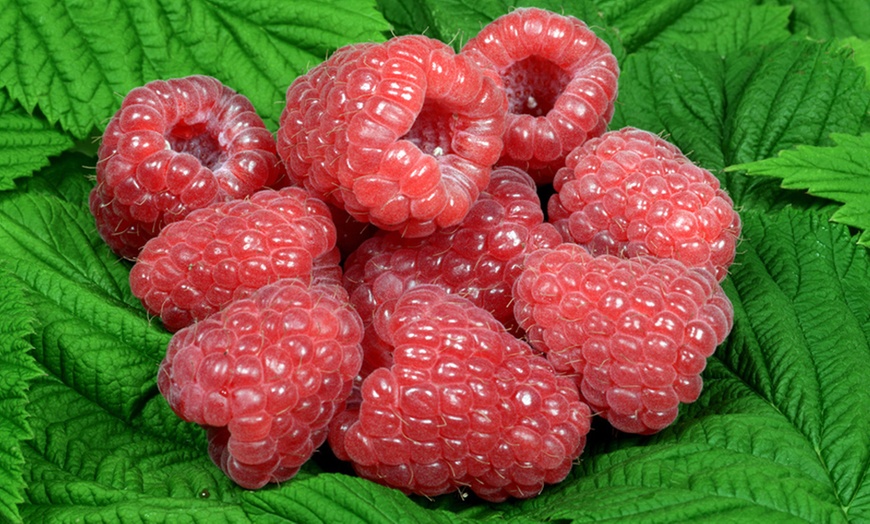 Image 4: Raspberry 'Ruby Beauty' Plant