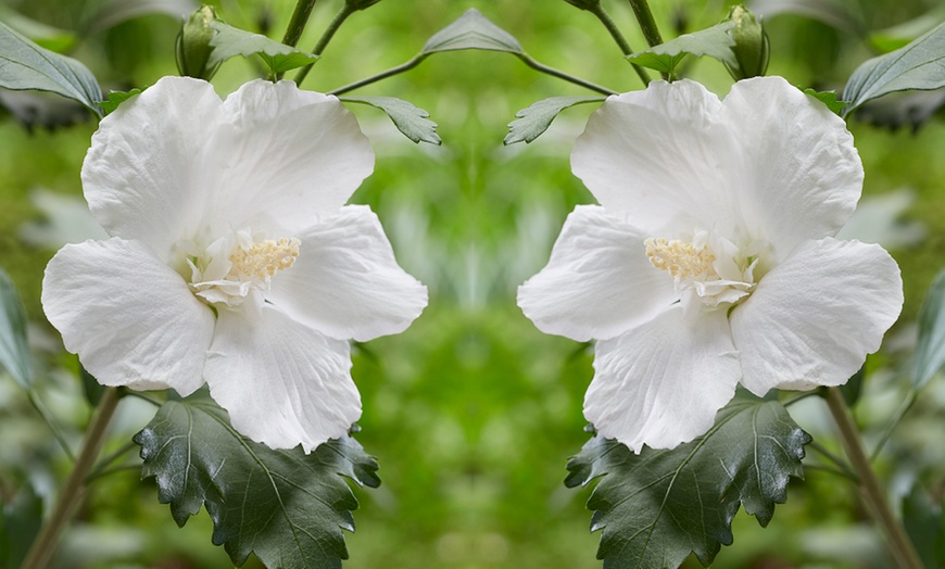 Image 3: Hibiscus Flower Tower White – 1 or 2 Potted Plants