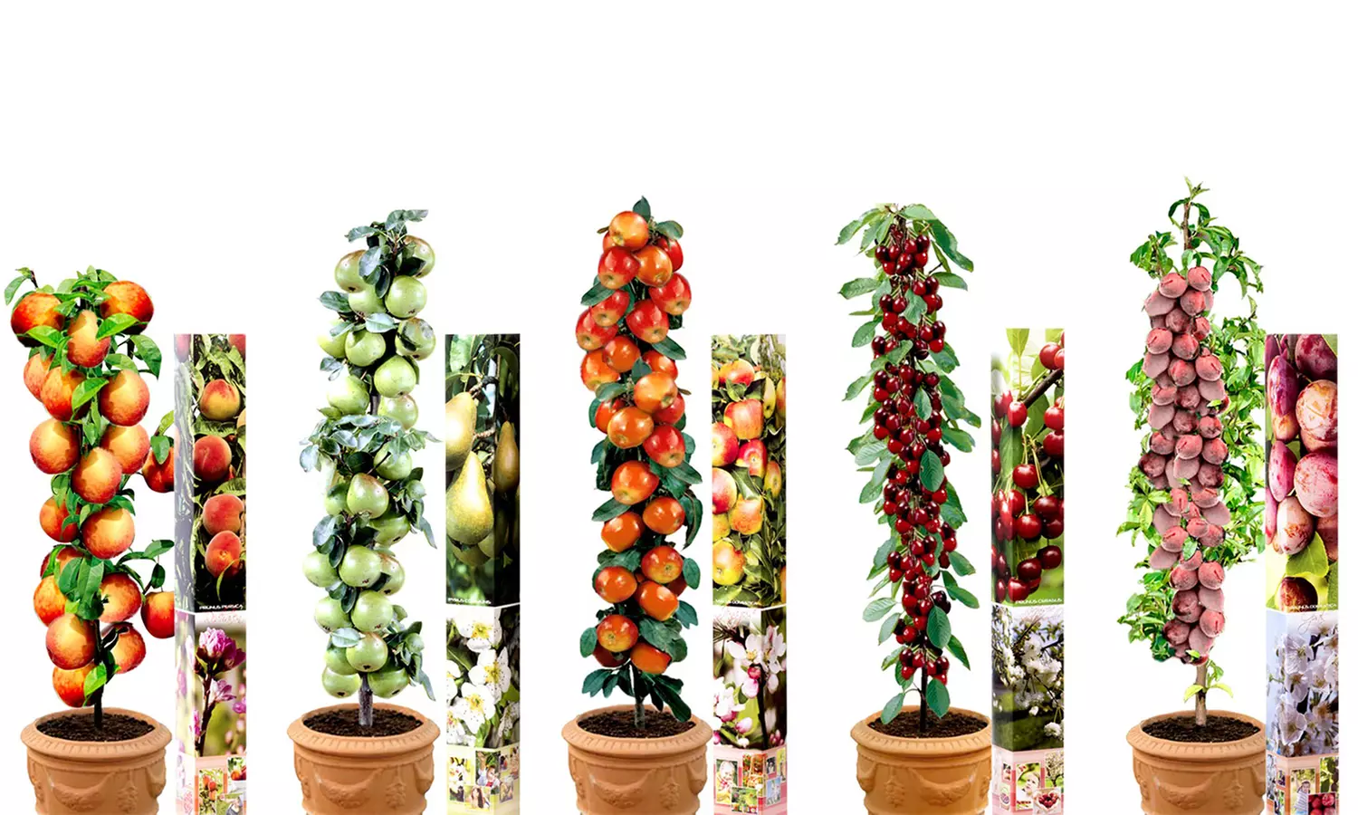 Lot de 3 arbres fruitiers au choix