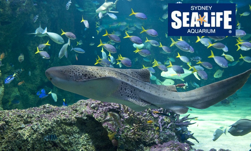 Image 3: SEA LIFE Sydney Aquarium Entry