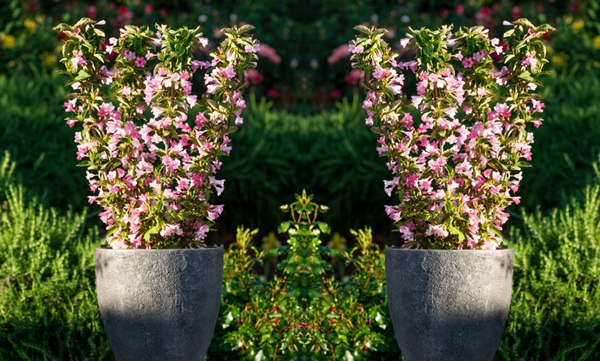 Image 5: Weigela Towers of Flowers Apple Blossom - 1 or 2 Plants