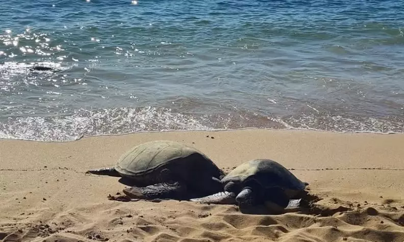 Private Oahu Coastal Scenic Tour + Hidden Gems for 1, 2, or 4 Guests
