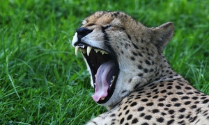 1 of 2 nachten vlakbij Aken met toegang dierentuin