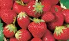 Assorted Bare Root Strawberry Plants