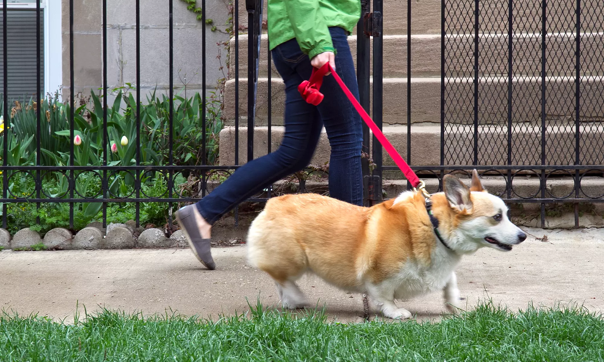 30- or 60-Minute Dog Walks from Union Square Dog Walker (Up to 56% Off) - Primary Image