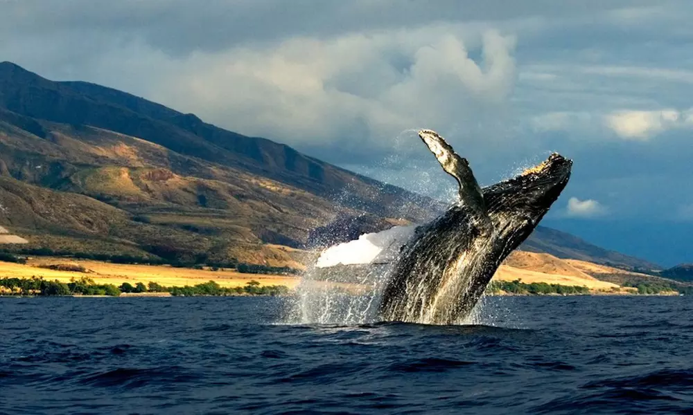 Whale and Dolphin Zodiac Boat Adventure for Two or Four People at Kauai Z Tourz (Up to 40% Off) - Primary Image