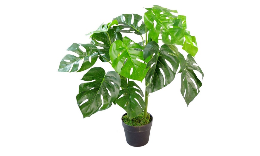 Image 4: Choice of Leaf Artificial Monstera Cheese Plant