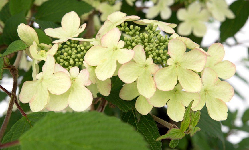 Image 4: Viburnum 'Kilimanjaro Sunrise' - Up to 3 Potted Plants