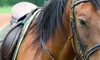 Up to 52% Off Horseback Riding Services at White Bridge Farms