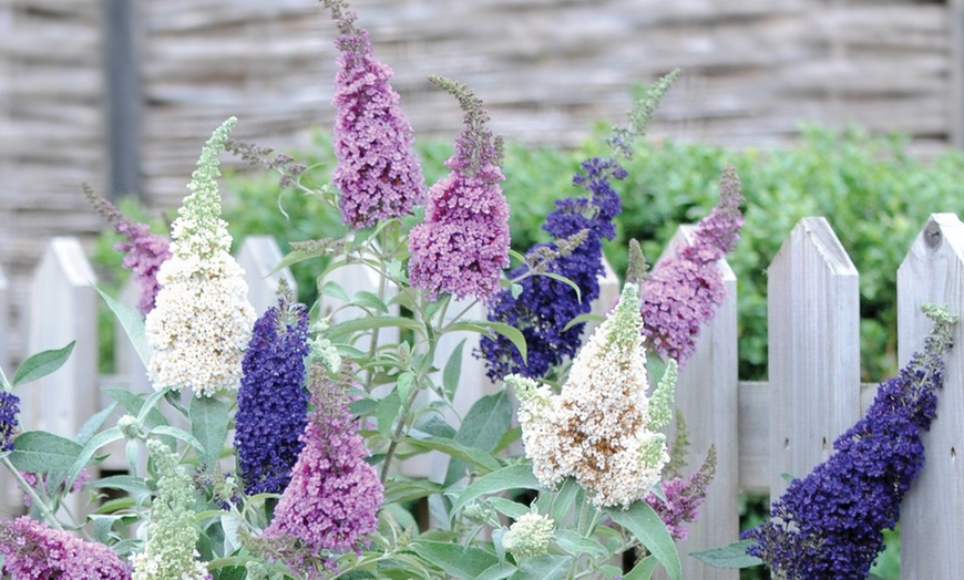 Image 3: Hardy Patio Buddleja Buzz 3-in-1