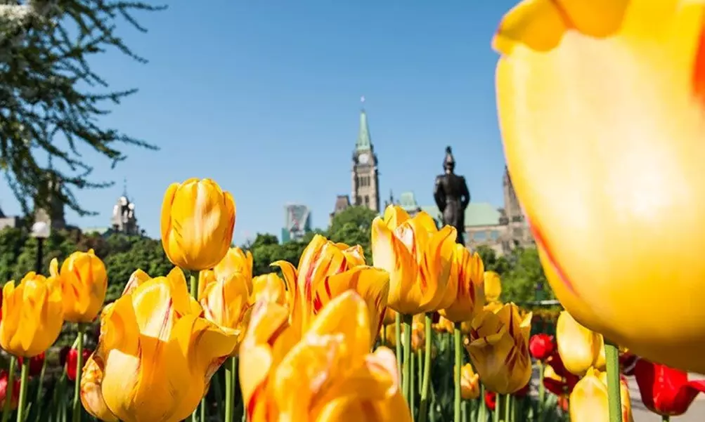 Admission for Two or Four at Canadian Tulip Festival on May 12 - 22 (Up to 50% Off)  - Primary Image