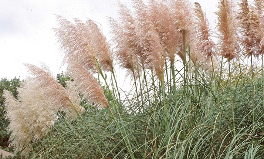 Image 2: 3 Cortaderia Selloana of Rosea planten