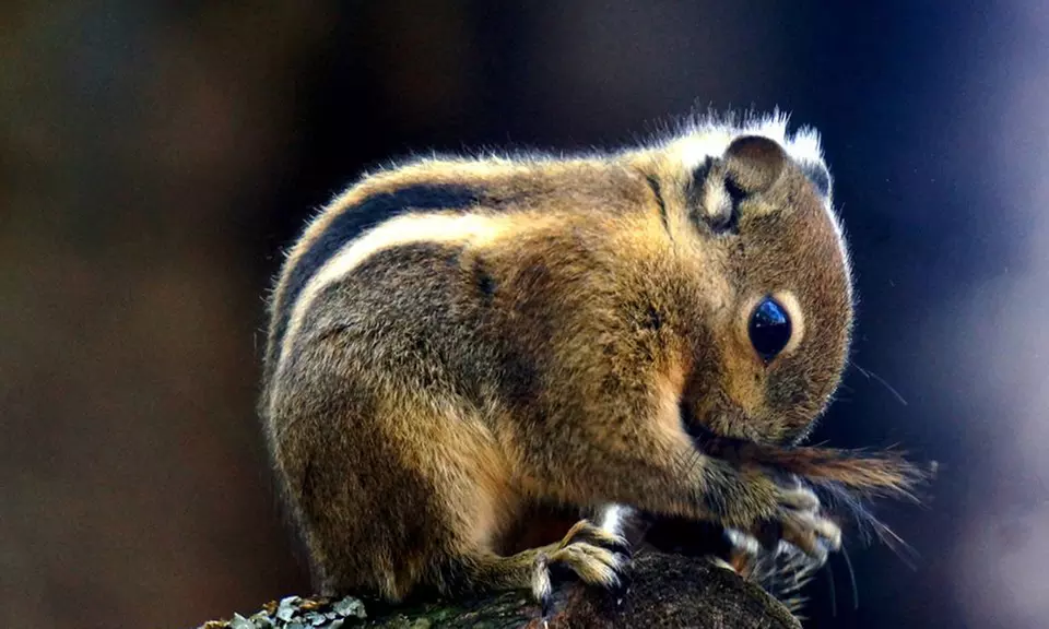 Bilet wstępu do ZOO Wrocław wraz z Afrykarium
