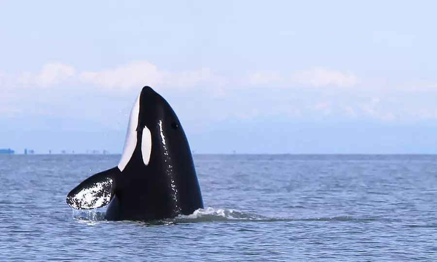 Whale Watching Tour for One, Two or Four People at White Rock Sea Tours and Whale Watching (Up to 44% Off) - Primary Image