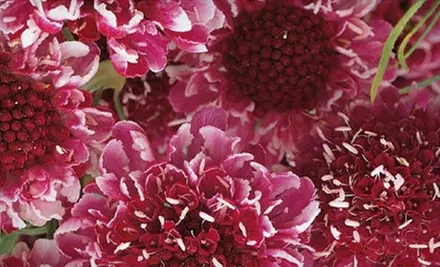 $10 for $22 Worth of Plants and Garden Accessories at Garden Thyme Nursery - Primary Image