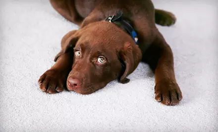 $59 for Carpet or Hardwood-Floor Cleaning in Two Rooms and One Hallway from Oxy Green Carpet Cleaning ($120 Value) - Primary Image
