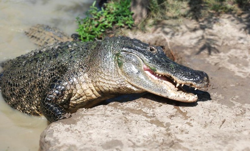 Gator and Wildlife Park - East Texas Gators and Wildlife Park | Groupon