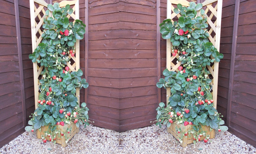 Image 3: Climbing Strawberry Plants