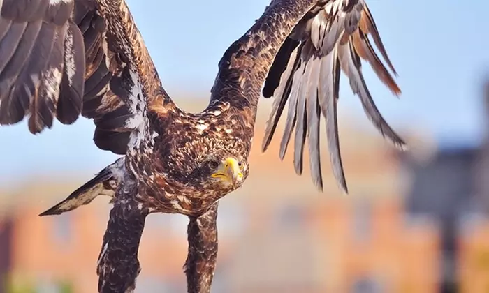 One-Hour Meet-and-Greet Falconry Workshop for One, Two, or Four at Ontario Falconry Centre (Up to 92% Off) - Primary Image