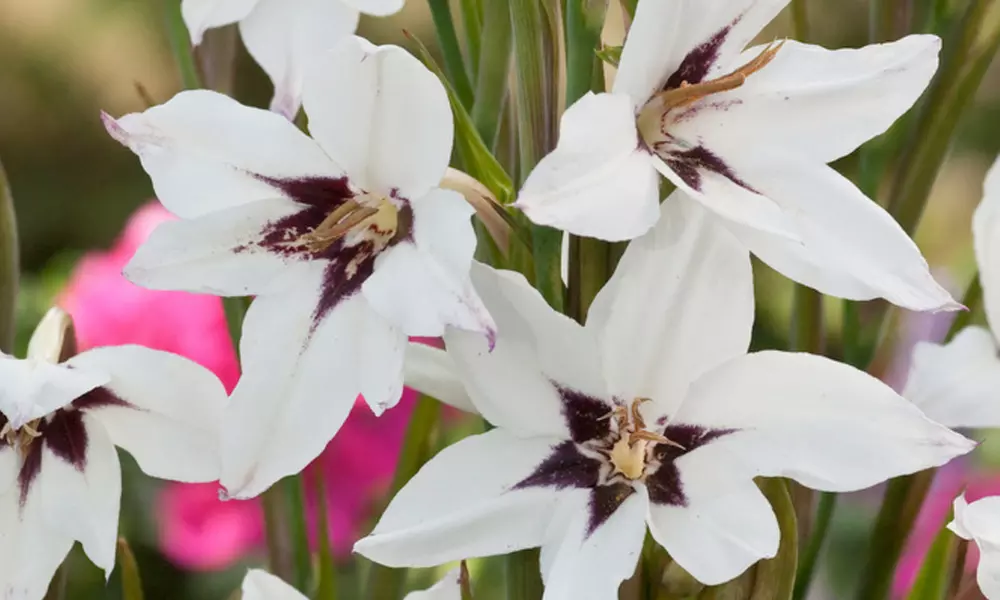 Mix de 125 bulbos de Holanda con 5 variedades - Second Medium