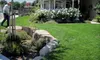 $22 for a Basic Lawn-Care Package from Team Green Lawn Fertilization and Weed Control ($44 Value)
