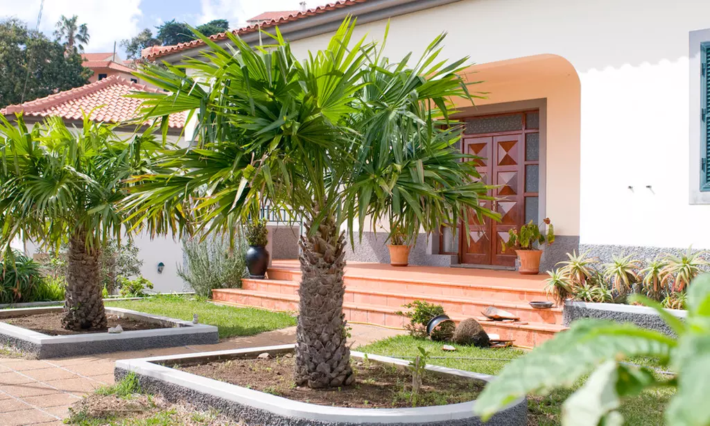 Winterbeständige Palme Trachycarpus Fortunei - Primary Image