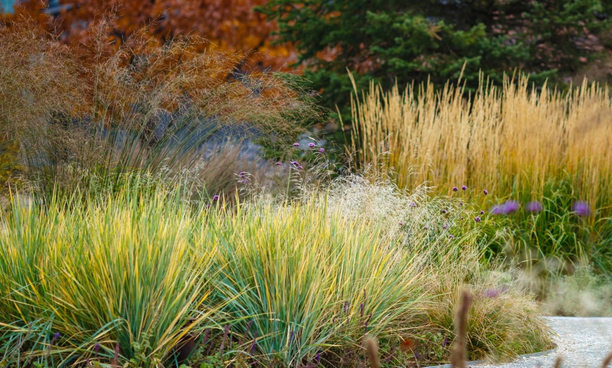 Image 1: Ornamental Grass Collection – 3 or 6 Potted Plants